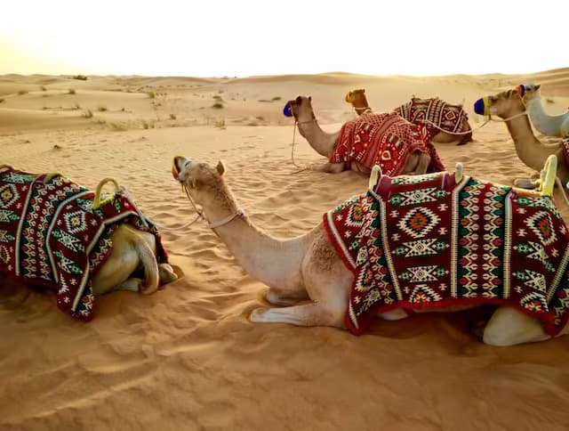 Desert safaris